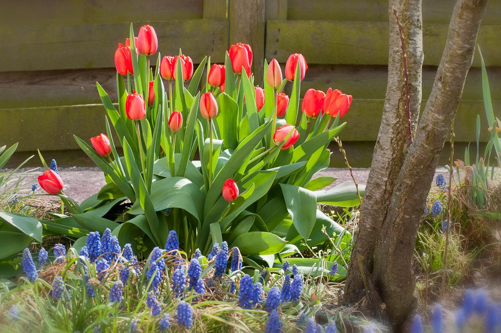 Tulpenfrühling von Fotozähler 