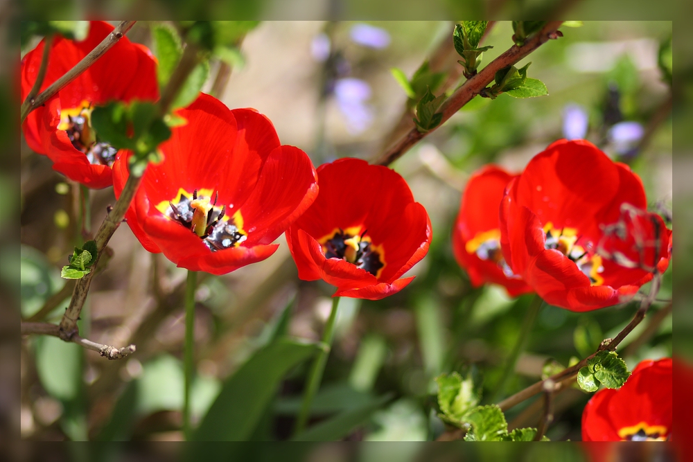 Tulpenfrühling