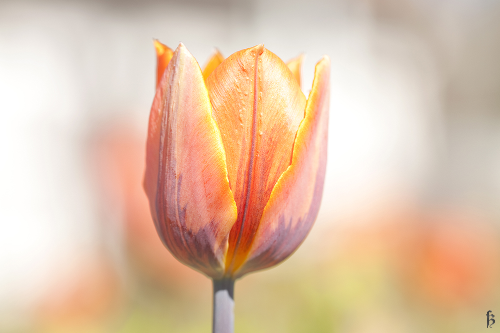 Tulpenfrühling - I