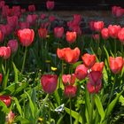 Tulpenfrühling in Marienhagen