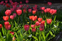 Tulpenfrühling in Marienhagen