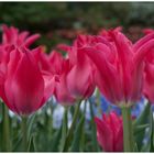 Tulpenfrühling in München