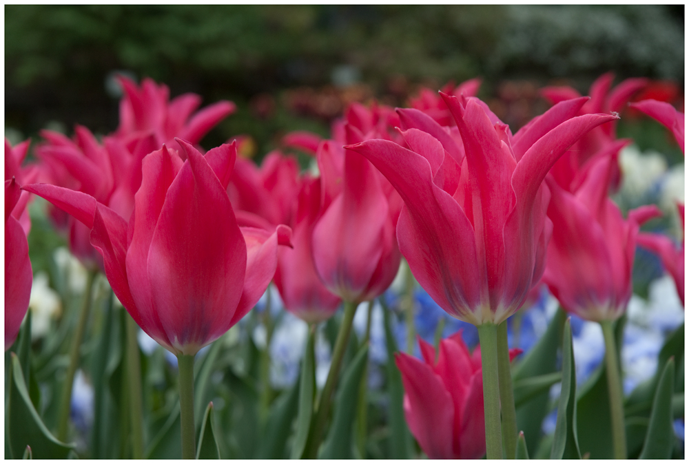 Tulpenfrühling in München