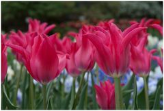 Tulpenfrühling in München