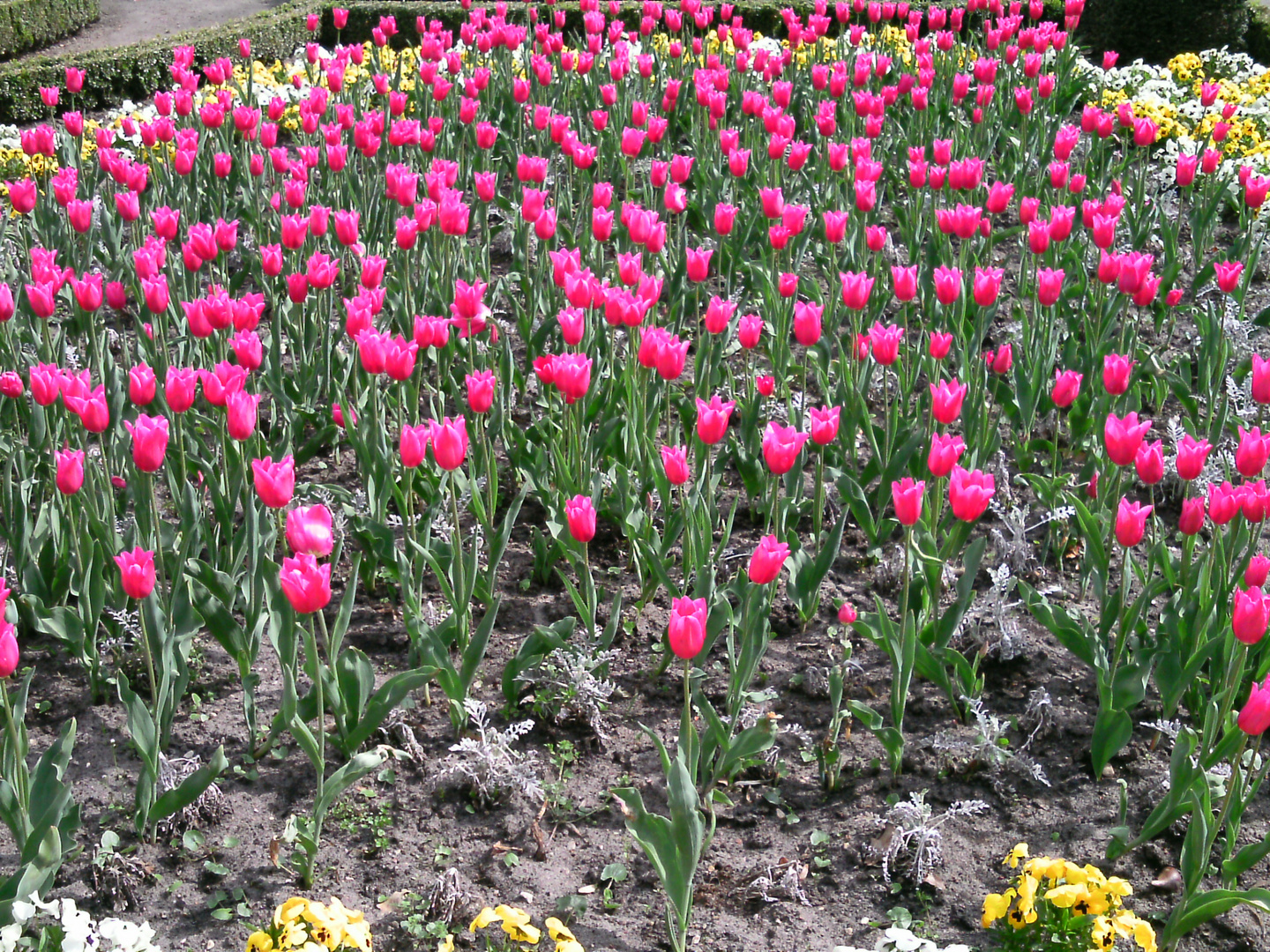 Tulpengarten im Schlosspark