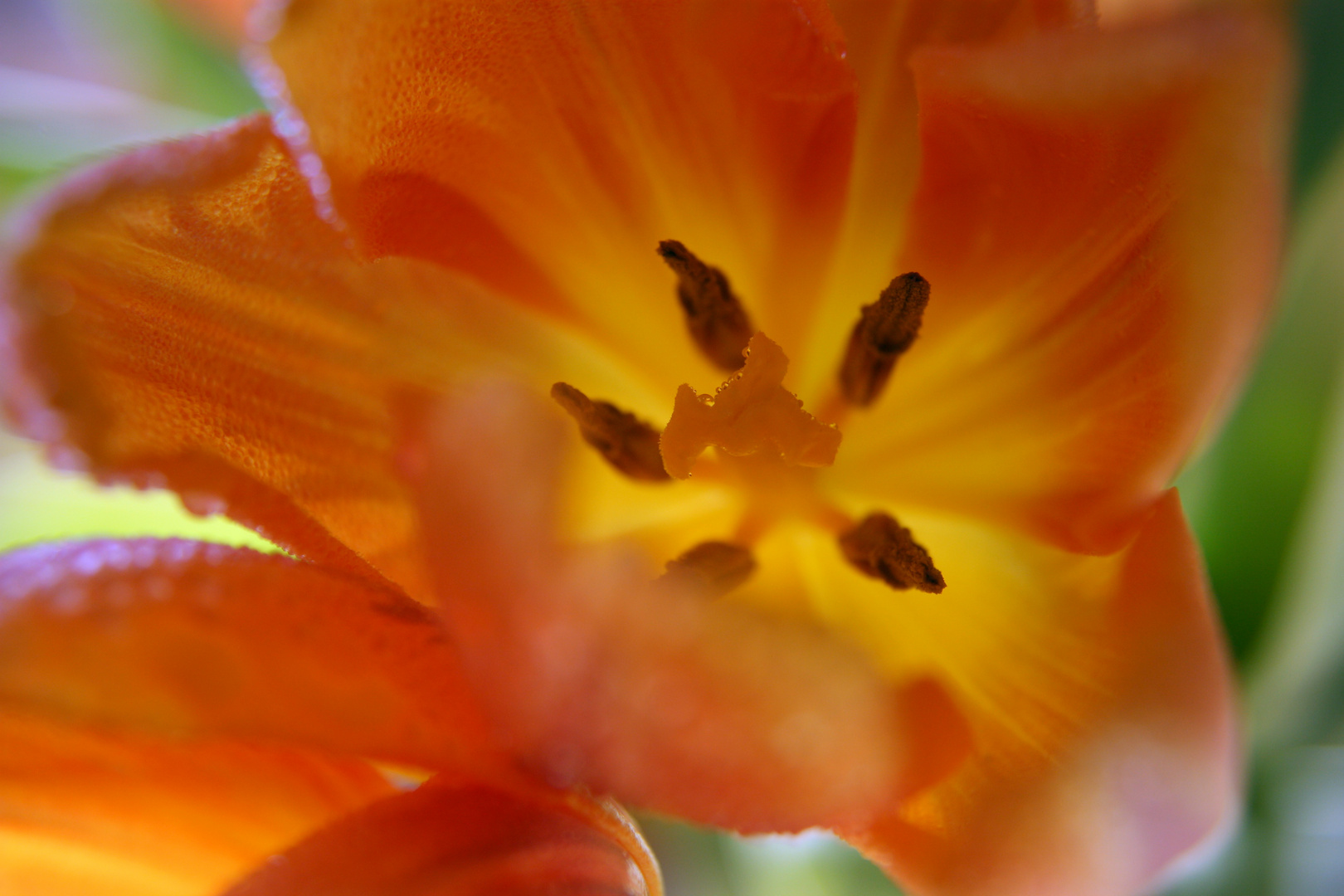 Tulpengeheimnis