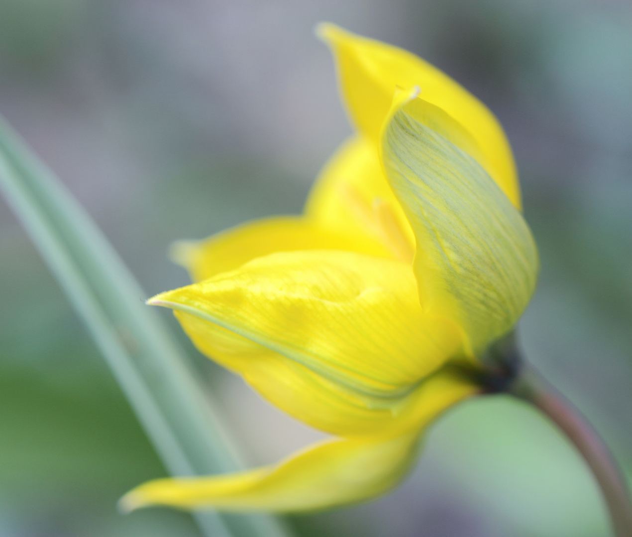 tulpengesicht