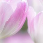 Tulpengesichter_03