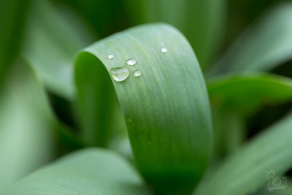 Tulpengrün