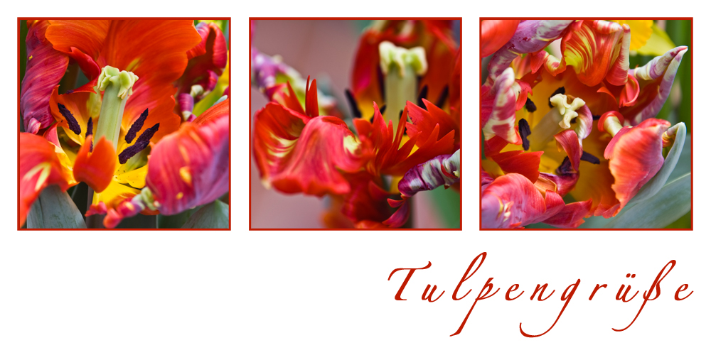 Tulpengrüße