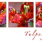 Tulpengrüße