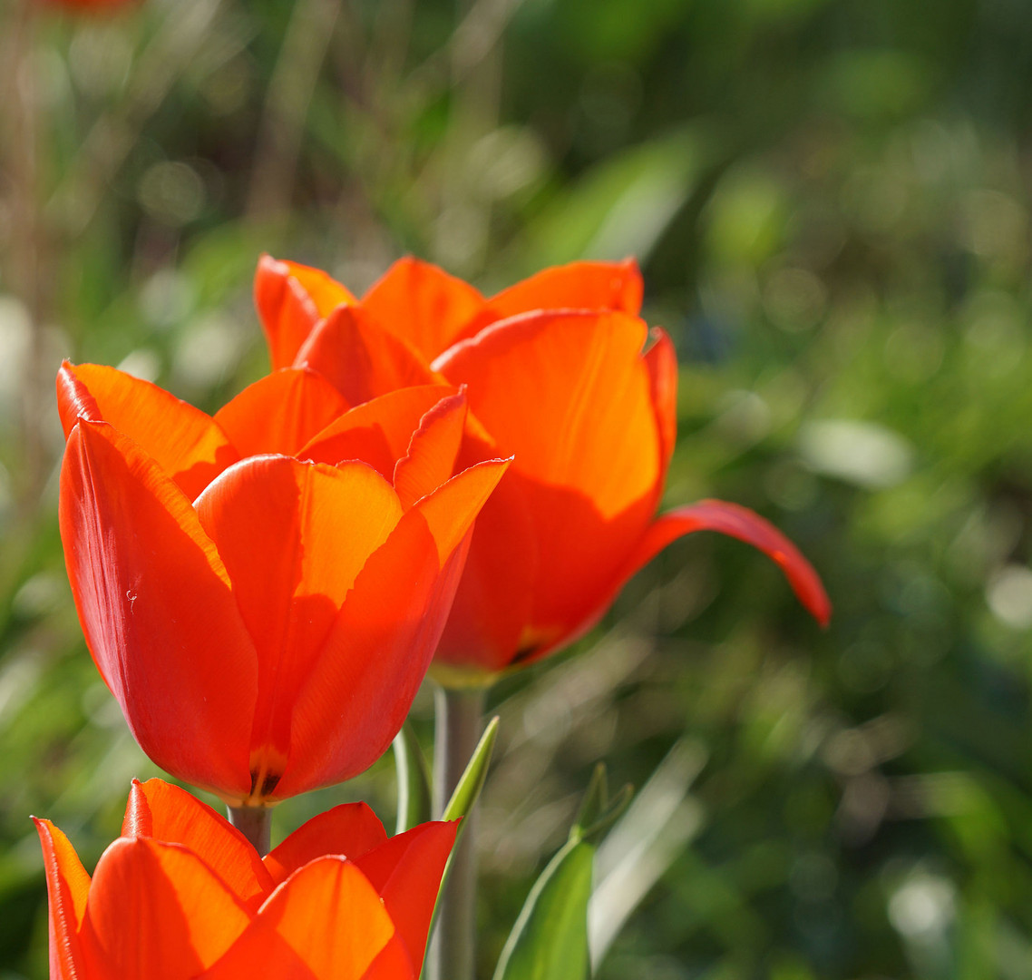 Tulpengrüße