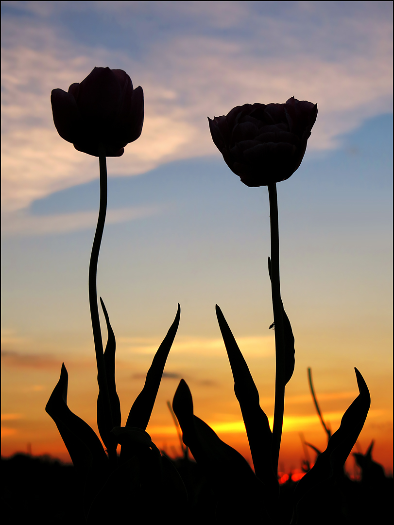 Tulpengrüße ...