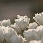 Tulpengruß