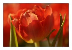 Tulpengruß