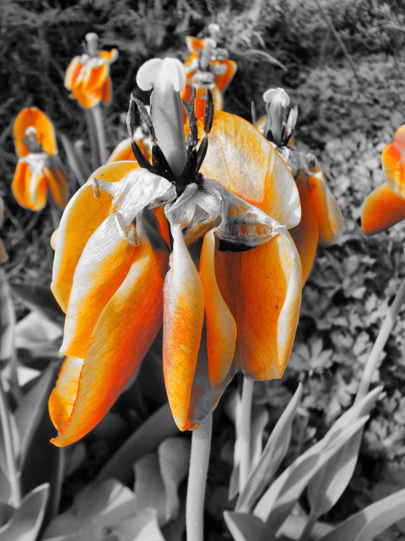 Tulpenherbst