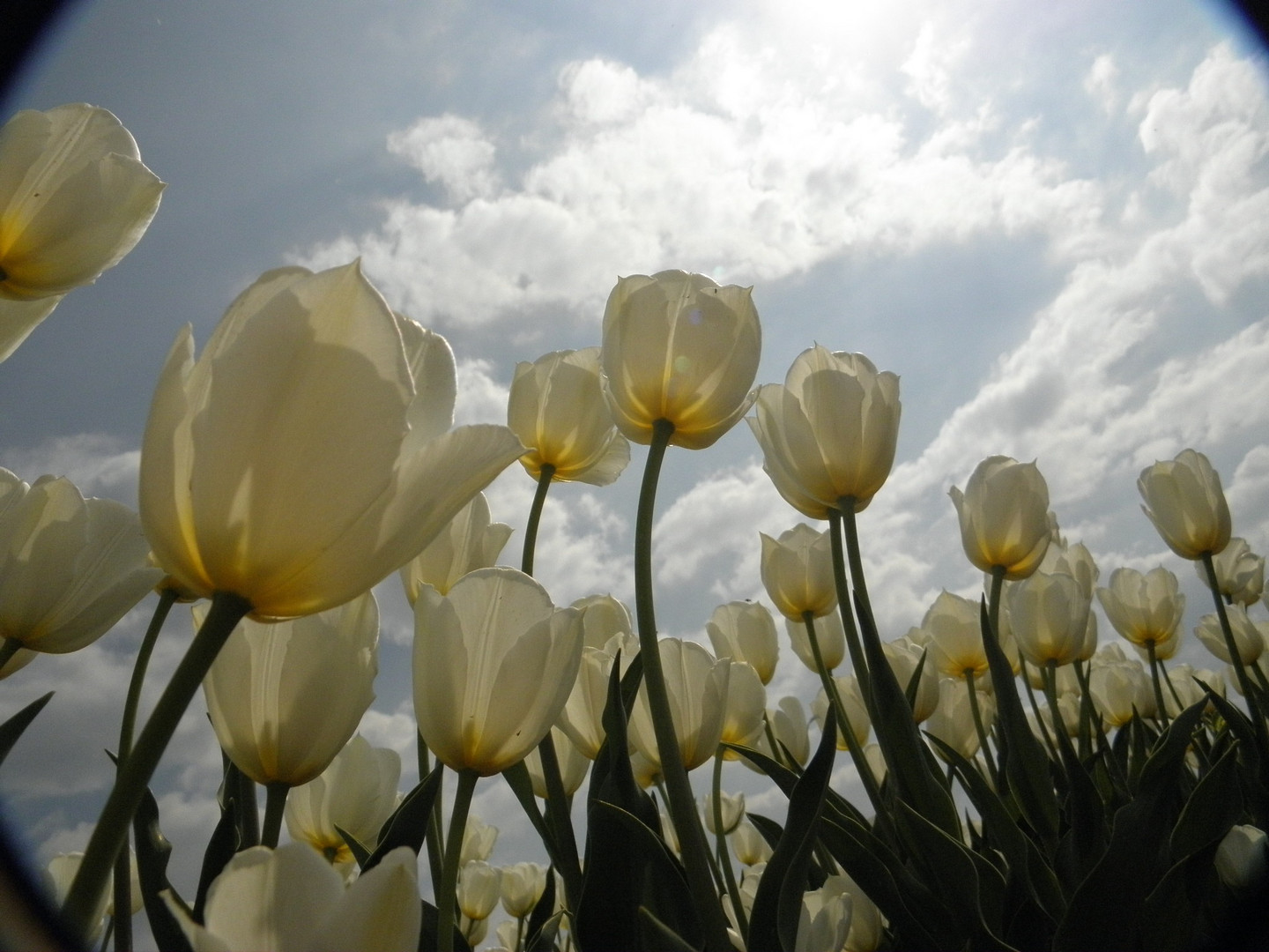 Tulpenhimmel