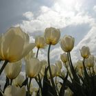 Tulpenhimmel