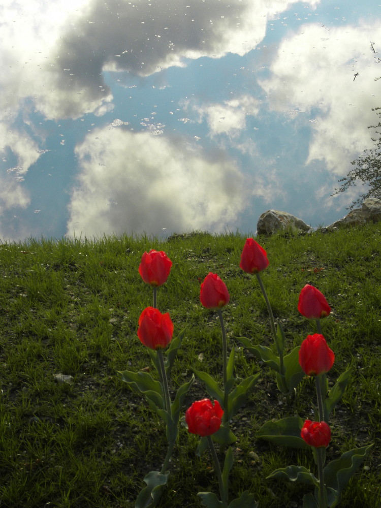 Tulpenhimmel