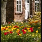 Tulpenhof auf Rügen