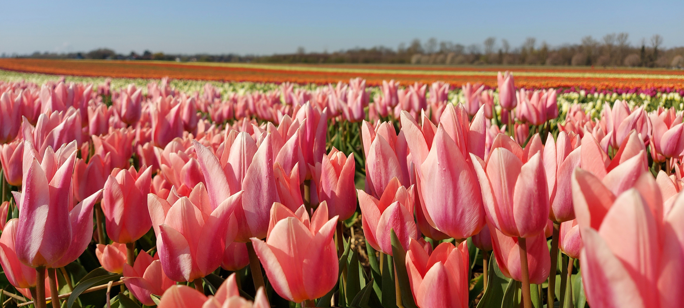 Tulpenhof in Grevenbroich