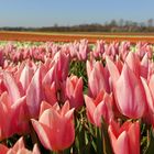 Tulpenhof in Grevenbroich