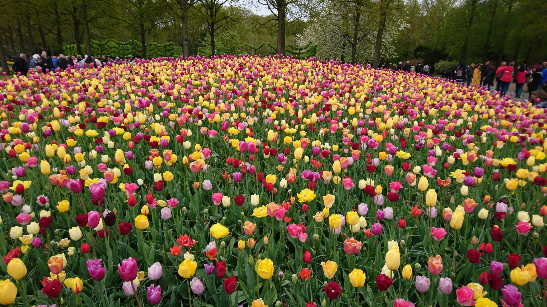 Tulpenhügel_Keukenhof_DSC_7071