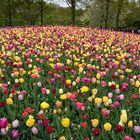 Tulpenhügel_Keukenhof_DSC_7071