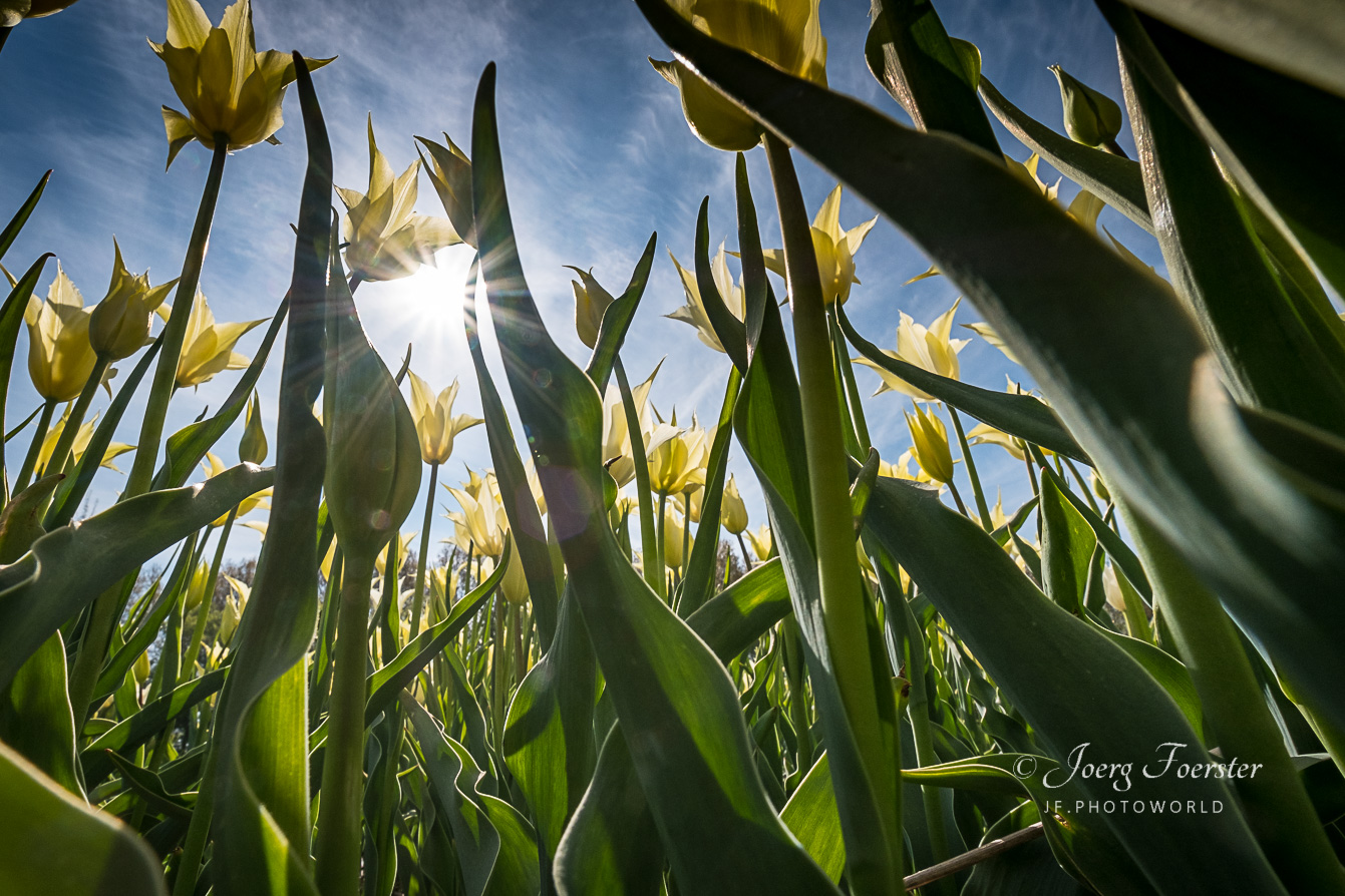 Tulpen_im_Gegenlicht_2