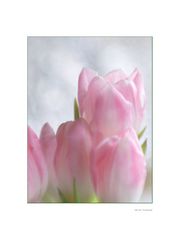 Tulpenimpression 2