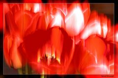 Tulpenimpression_2