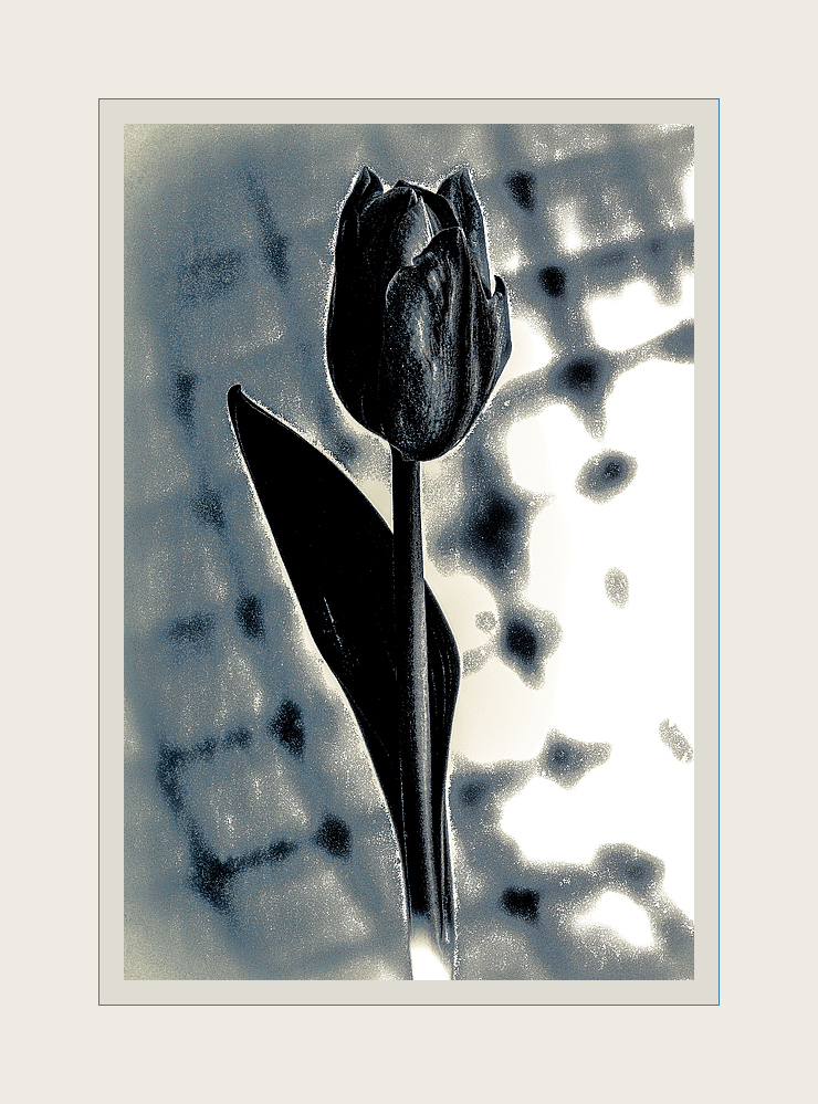 Tulpenimpression…#2