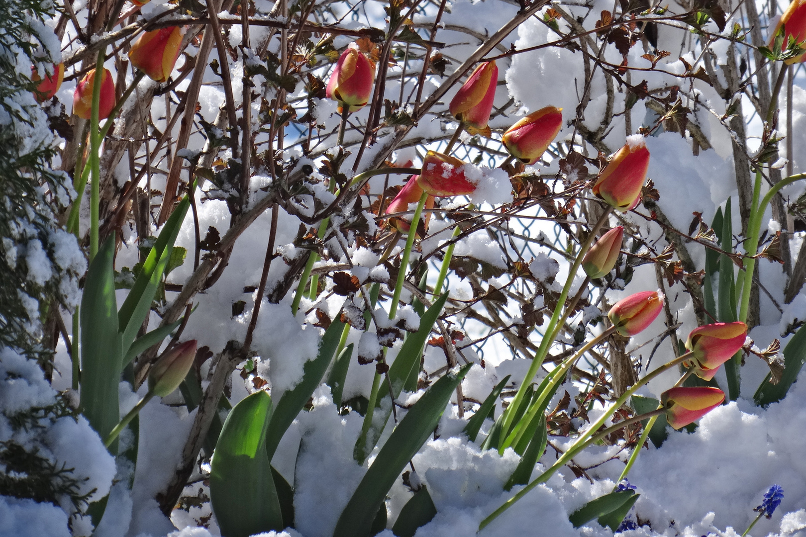 Tulpen_im_Schnee