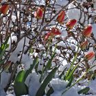 Tulpen_im_Schnee
