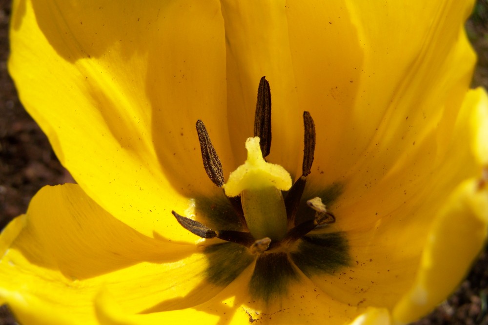 Tulpeninneres