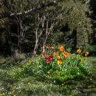 Tulpeninsel