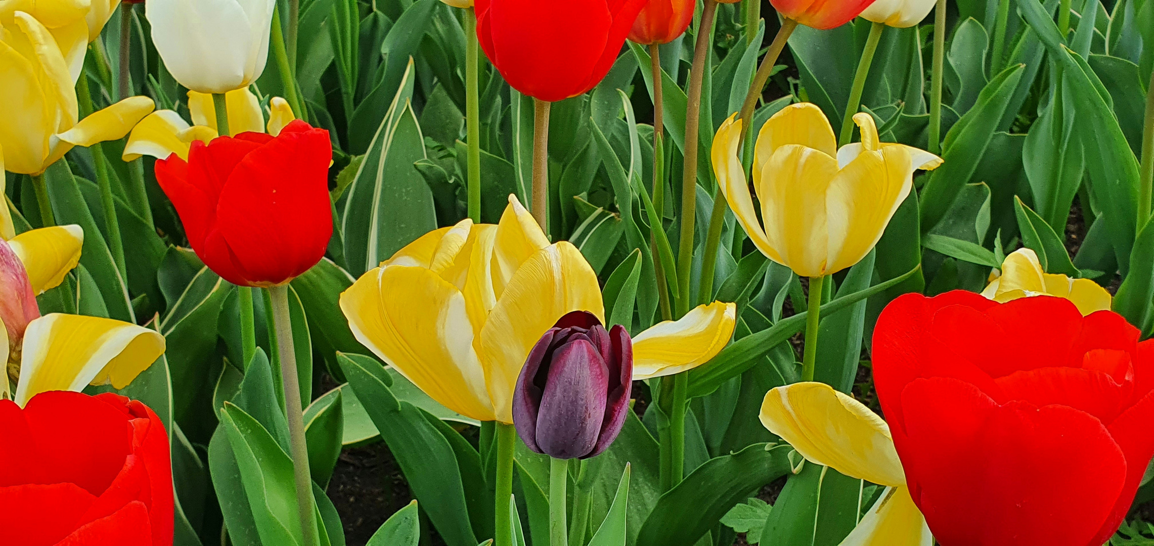 Tulpeninsel