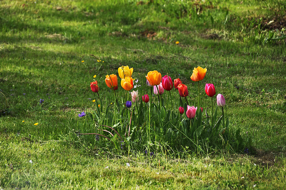 "Tulpeninsel"