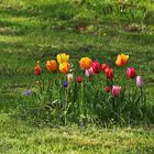 "Tulpeninsel"