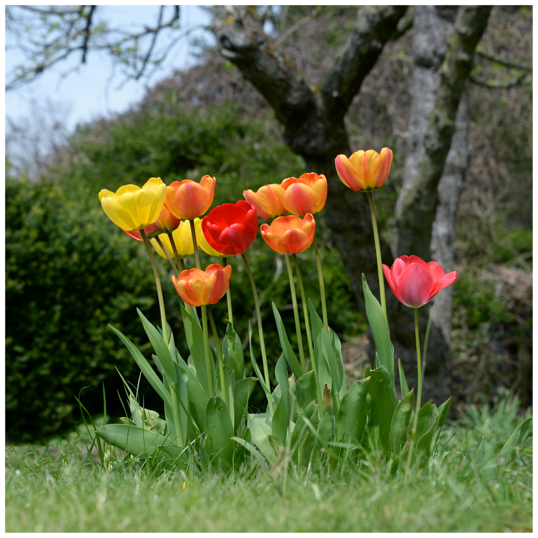 Tulpeninsel