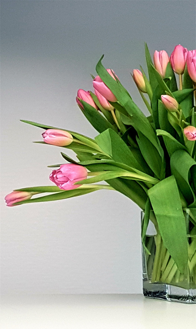 Tulpen.jpg