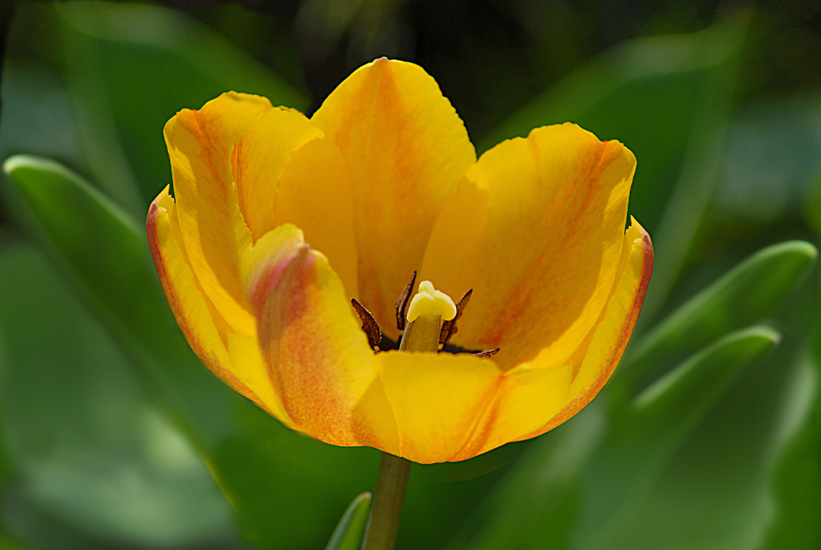 Tulpenkelch im Frühling