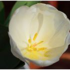 Tulpenkelch in weiß
