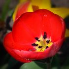 Tulpenkelch rot