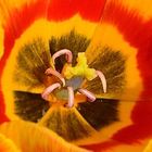 Tulpenkelch rot-gelb