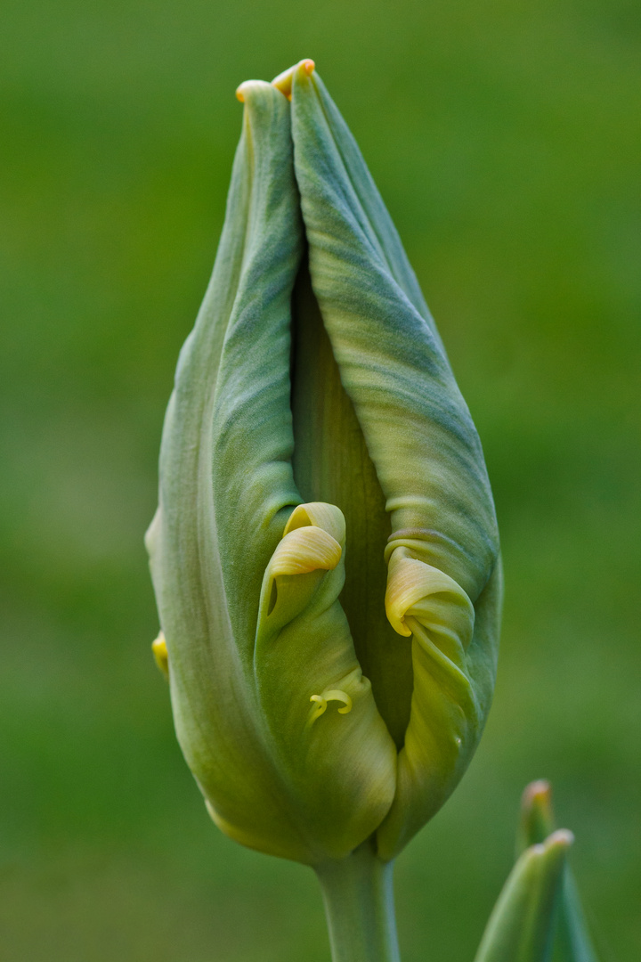 Tulpenknospe