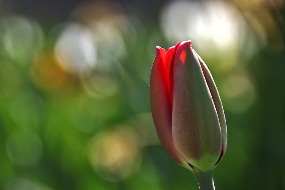 Tulpenknospe im Gegenlicht......