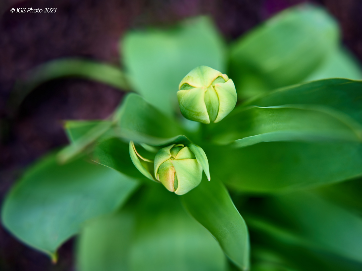 Tulpenknospen