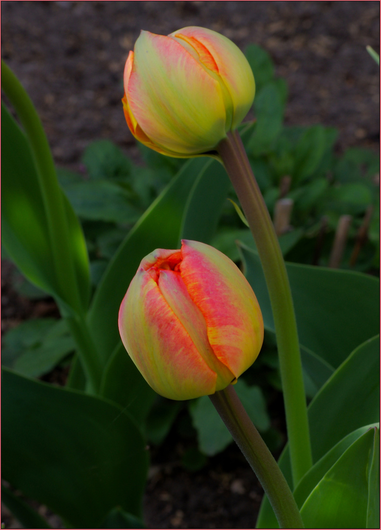 Tulpenknospen