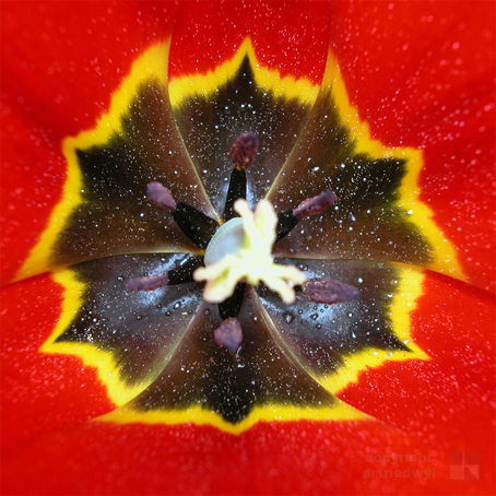 Tulpenkönig